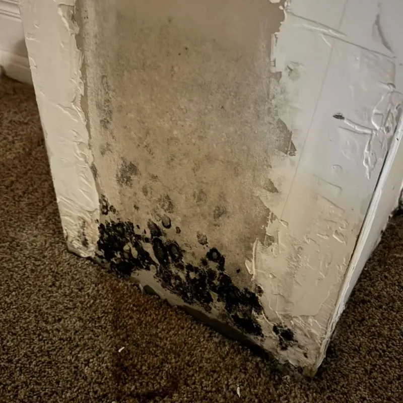 Professional Mold Removal in McKinley Heights, OH